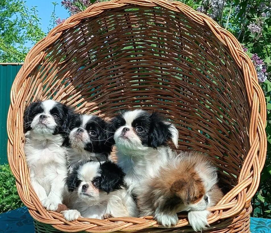 Помет японского хина